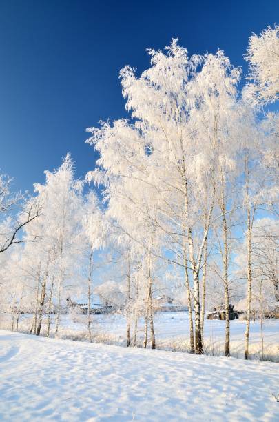 istock hoar-frost on trees in winter 910124500