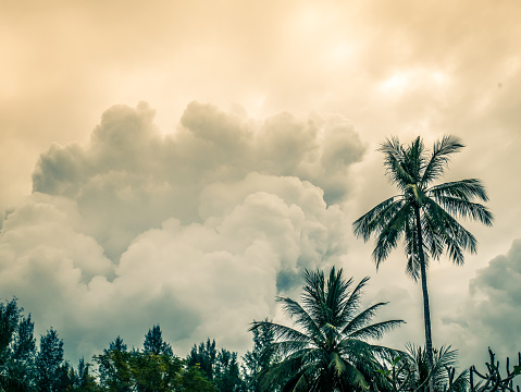 Big clouds forming in sky. Tropical rain forest and top of the trees in foreground.