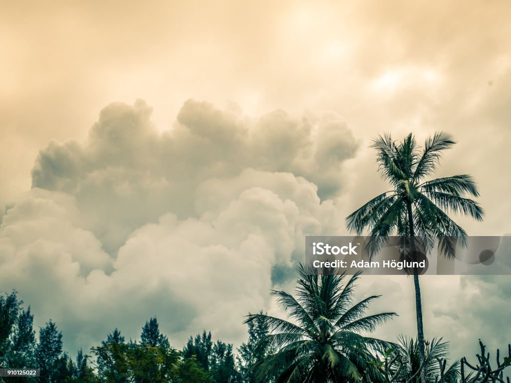 Big clouds forming in sky. Tropical rain forest and top of the trees in foreground. Hurricane - Storm Stock Photo