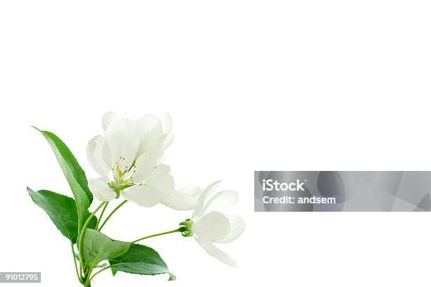 사과나무 꽃송이 사과 꽃에 대한 스톡 사진 및 기타 이미지 - 사과 꽃, 흰색 배경, 0명