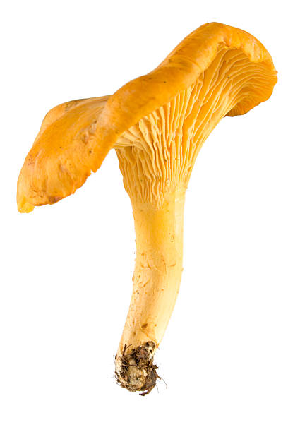 chanterelle stock photo