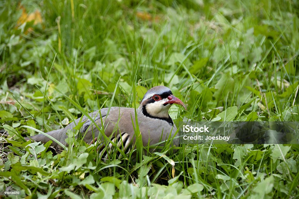 Chukar Partridge na grama - Foto de stock de Ave de Caça royalty-free