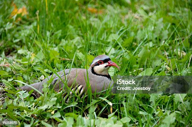 Foto de Chukar Partridge Na Grama e mais fotos de stock de Ave de Caça - Ave de Caça, Caça, Esconder