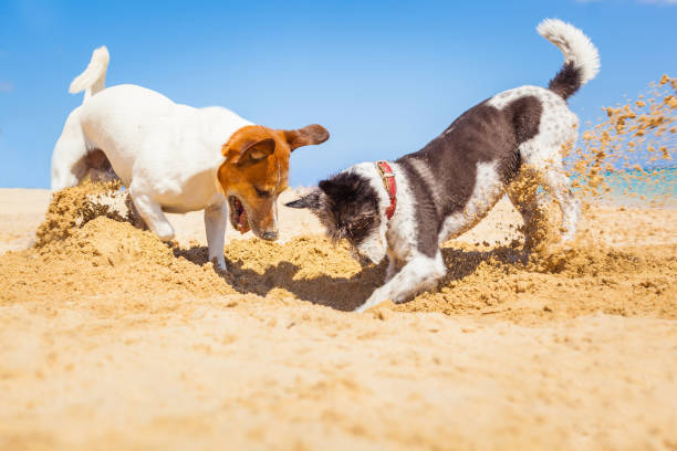 dogs digging a hole  at baech jack russell couple of dogs digging a hole in the sand at the beach on summer holiday vacation, ocean shore behind burying stock pictures, royalty-free photos & images