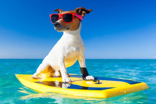 cool summer surfer dog jack russe dog surfing on a surfboard wearing sunglasses  at the ocean shore, very cool south beach photos stock pictures, royalty-free photos & images
