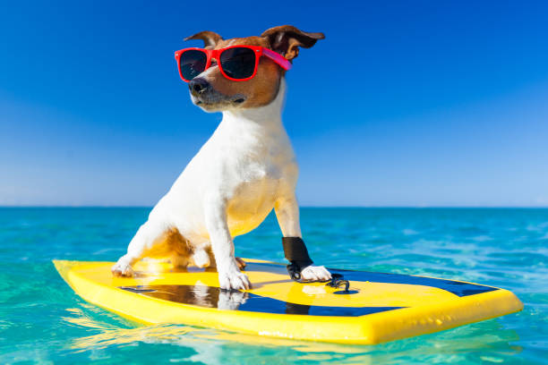 cool summer surfer dog jack russe dog surfing on a surfboard wearing sunglasses  at the ocean shore, very cool water sport stock pictures, royalty-free photos & images