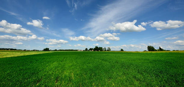 istock classic rural landscape. Green field against blue sky 910131088