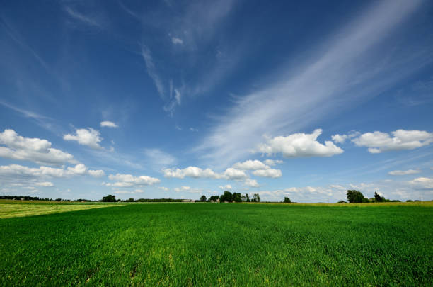 istock classic rural landscape. Green field against blue sky 910131092