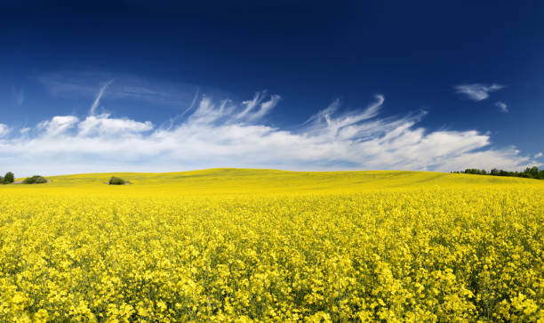 istock yellow rapeseed field in Latvia 910131292