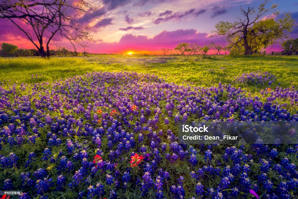 Sunrise in the Texas Hill Country Dawn breaks over a field of bluebonnets and Indian paintbrushes near Fredericksburg, TX Texas Stock Photo