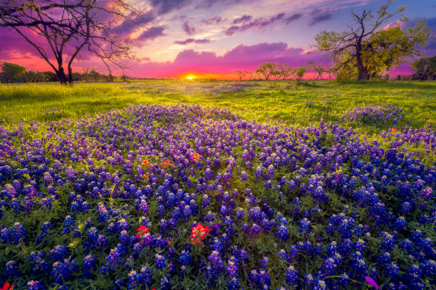 Sunrise in the Texas Hill Country Dawn breaks over a field of bluebonnets and Indian paintbrushes near Fredericksburg, TX sunrise dawn stock pictures, royalty-free photos & images