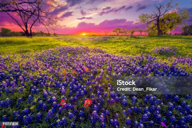 Sunrise In The Texas Hill Country Stock Photo - Download Image Now - Texas, Texas Hill Country, Bluebonnet