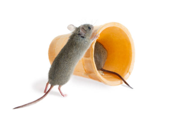 istock closeup mouse pushes  wafer cone in which sits small mouse. Isolated on white 910132884