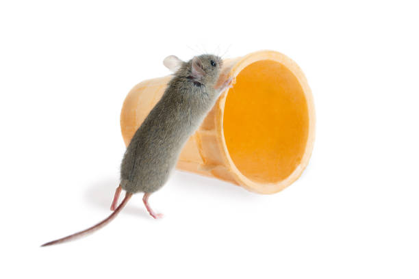istock closeup the field mouse pushes  wafer cone on white background 910133114