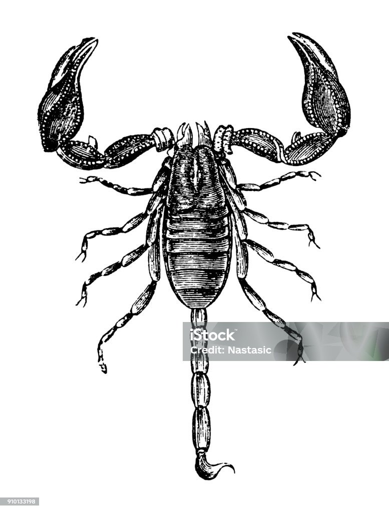 European Scorpion (Scorpio Europaeus) Illustration of a European Scorpion (Scorpio Europaeus) Scorpion stock illustration