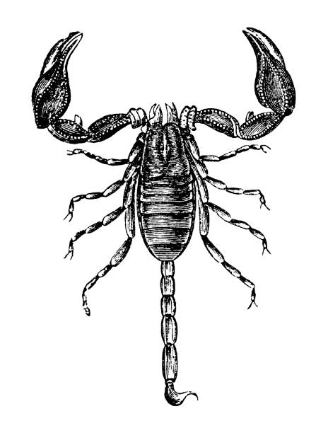 European Scorpion (Scorpio Europaeus) Illustration of a European Scorpion (Scorpio Europaeus) scorpions drawings stock illustrations