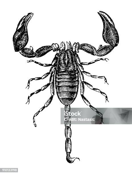 European Scorpion Stock Illustration - Download Image Now - Scorpion, Drawing - Art Product, Scorpio