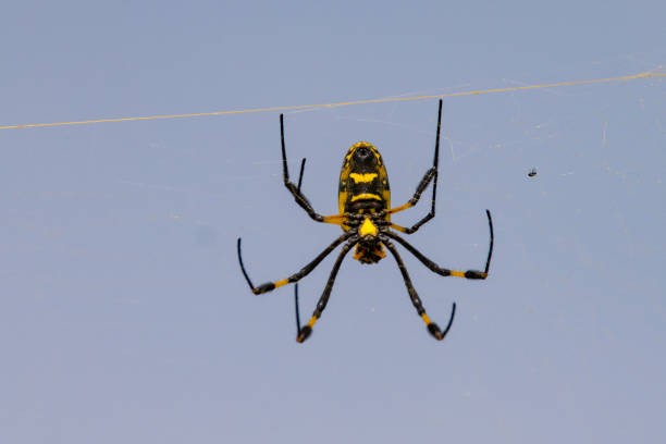 istock Golden orb silk weaver spider in web 910136054