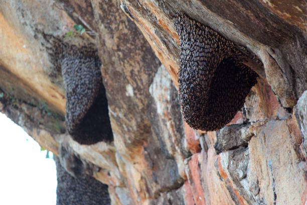istock Swarm of wild bees 910142268
