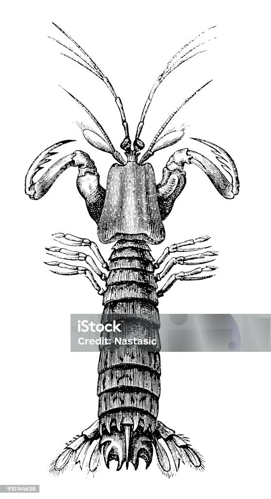 Mantis shrimp (Squilla mantis) Illustration of a  mantis shrimp (Squilla mantis) 19th Century Style stock illustration