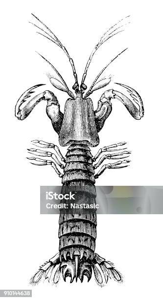 Mantis Shrimp Stock Illustration - Download Image Now - 19th Century Style, Animal, Animal Themes