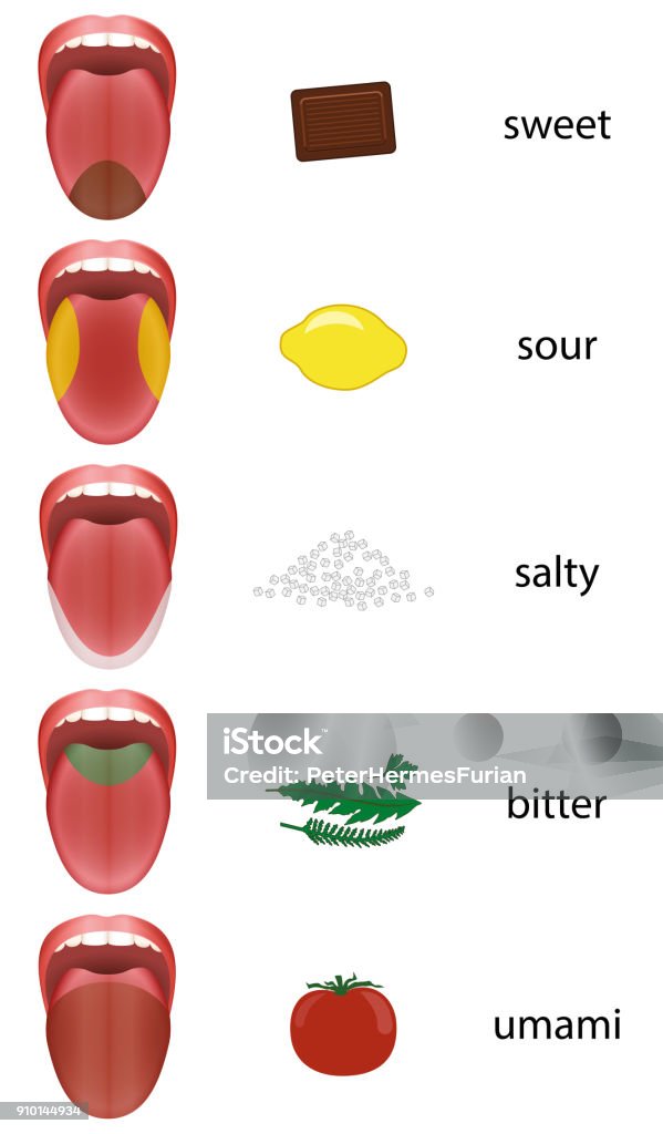 Tongue map with taste zones - sweet, sour, salty, bitter and umami represented by chocolate, lemon, salt, herbs and tomato. Taste Bud stock vector