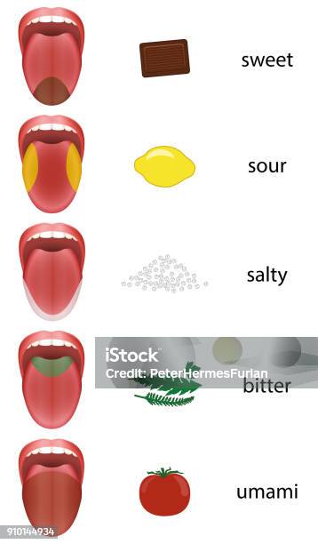 Tongue Map With Taste Zones Sweet Sour Salty Bitter And Umami Represented By Chocolate Lemon Salt Herbs And Tomato Stock Illustration - Download Image Now