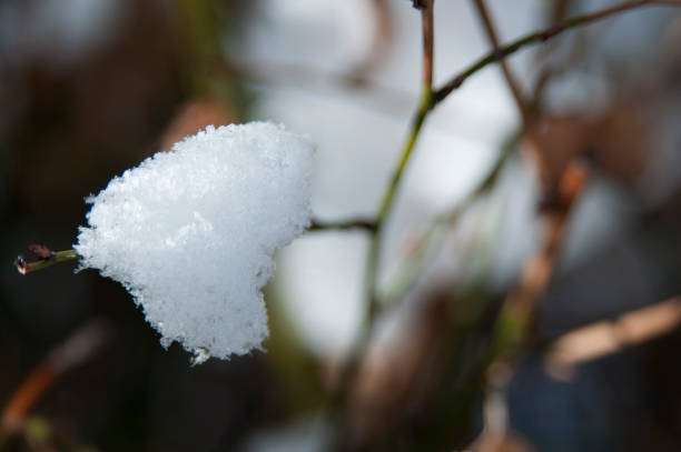 istock Close up shot of snowball on the tree 910148228