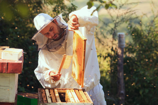 Beekeeper collecting honey stock photo