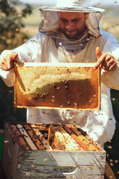 istock Beekeeper collecting honey selective focus on a honeycomb and bees 910151362