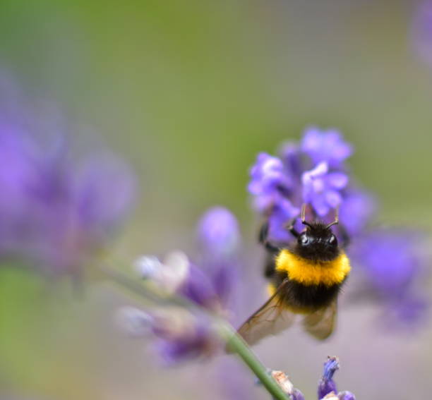 istock Bumblebee on the purple plant 910151440