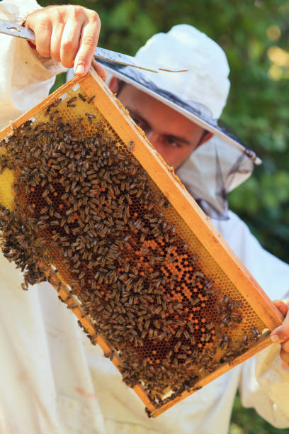 istock Beekeeper collecting honey selective focus on a honeycomb and bees 910155354