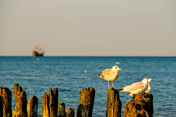 istock gulls on an old groin in the Baltic Sea 910155434