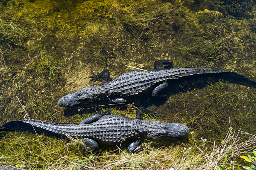 USA, Florida, Two crocodiles waiting in the water from above