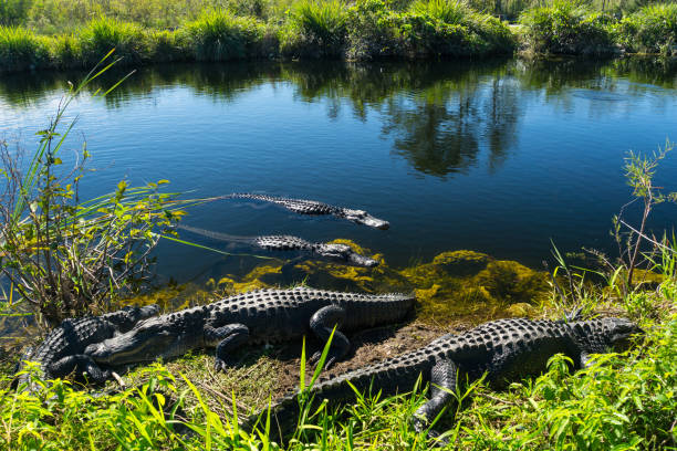 eua, flórida, rebanho de crocodilos, aproveitando o sol no parque nacional de everglades - crocodilo - fotografias e filmes do acervo
