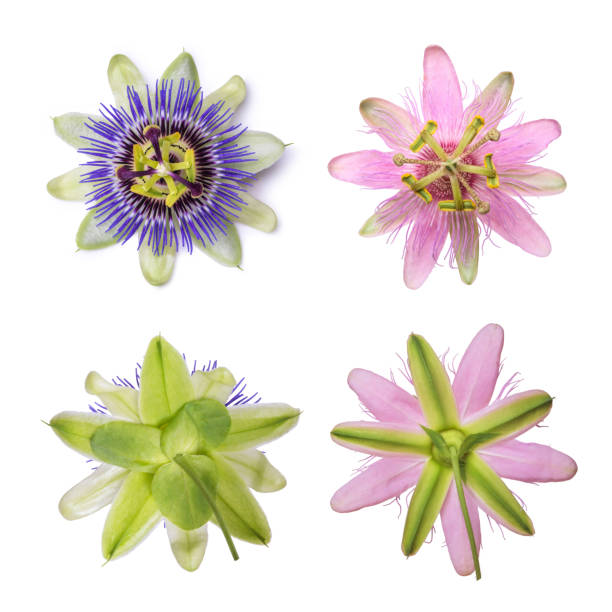 istock Passiflora passionflower isolated on white background. Big beautiful flower. 910156488