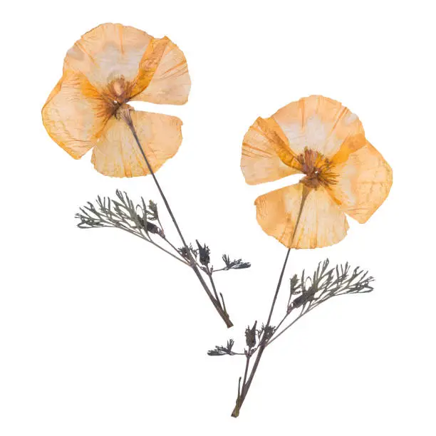 Photo of Dried and pressed flowers isolated on white background. Herbarium of flowers