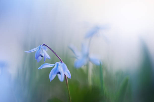 Blue Scilla, Siberian Squill (Scilla siberica) spring flower Blue Scilla, Siberian Squill (Scilla siberica) spring flower snowdrops in woodland stock pictures, royalty-free photos & images