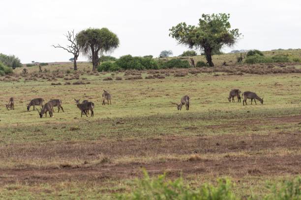 istock Waterbucks allo Tsavo East, Kenya 910165948
