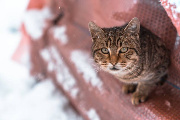 Little red kitten walking in the snowy forest
