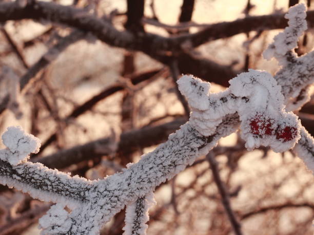 Snow-covered tree branch with crab apples