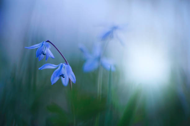 istock Blue Scilla, Siberian Squill (Scilla siberica) spring flower 910170854