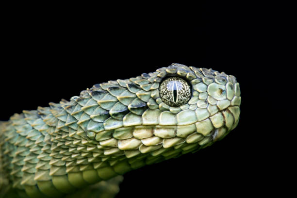 Profile of a Venomous Green Variable Bush (Atheris squamigera) Viper Snake pre-shed stock photo