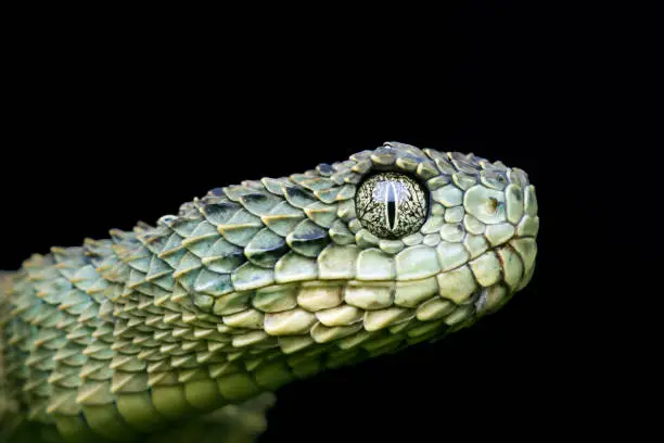 Photo of Profile of a Venomous Green Variable Bush (Atheris squamigera) Viper Snake pre-shed