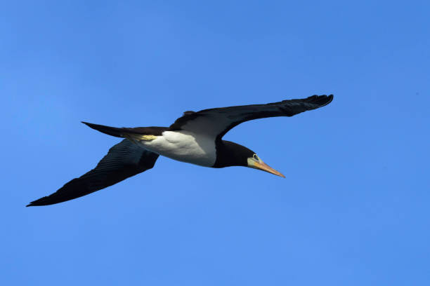 Brown booby in Costa Rica. stock photo