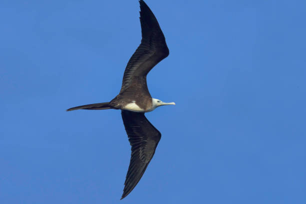 istock Frigate bird in Costa Rica. 910174844