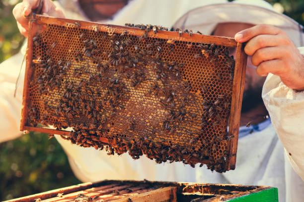 istock Beekeeper collecting honey selective focus on a honeycomb and bees 910174978