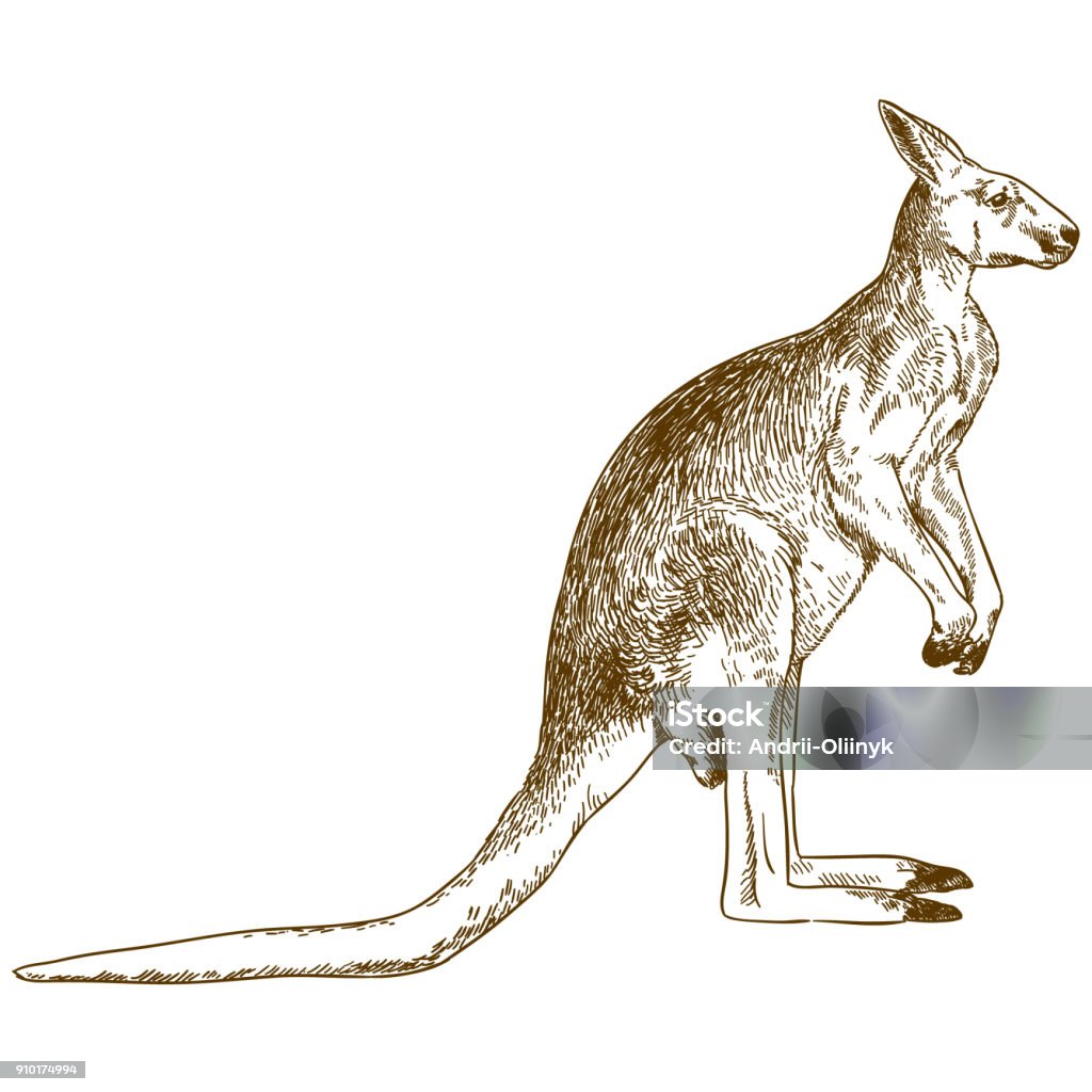 engraving drawing illustration of big kangaroo Vector antique engraving drawing illustration of big kangaroo isolated on white background Kangaroo stock vector