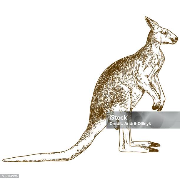 Engraving Drawing Illustration Of Big Kangaroo Stock Illustration - Download Image Now - Kangaroo, Illustration, Engraving