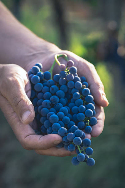 istock Farmer hand holding a bunch of black ripe grapes 910177900